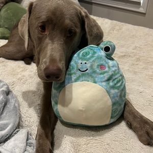 frog squishmallow 8 in